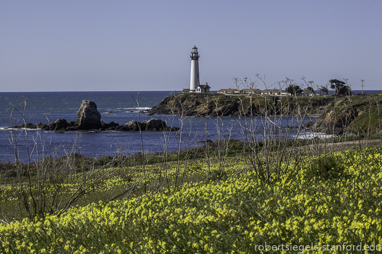 mustard and oxalis